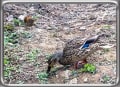 [18]18.野鳥同士の対面