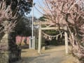 日永梅林と菅原神社の梅を観賞！