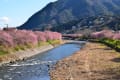 河津桜