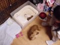 子犬が生まれました