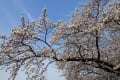 隅田公園の桜