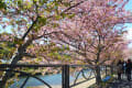 河津桜と西伊豆の富士