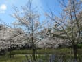 西宮市・夙川公園の桜