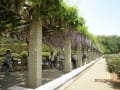 令和5年4月28日　神代植物園に行ってきました。藤の花がきれいに垂れていました。right wise