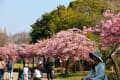 戸田川緑地の桜