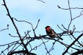 新年一発目の野鳥が『ウソ』って…