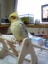 オカメインコ　ぽぽちゃん