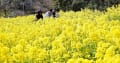 神戸　総合運動公園　菜の花畑