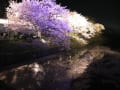 2013春福岡の桜