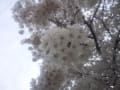 2012年春の桜