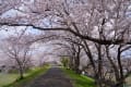 宮リバー度会パークと宮川の桜・・