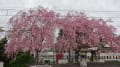 2015/04 長瀞桜と荒川枝垂れ桜