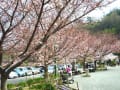 2015・総合公園の桜