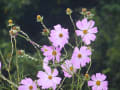 夏の花と秋の花が混在する武蔵野の散歩道