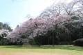 泉自然公園　桜　２０１２