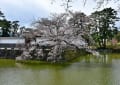 小田原城の桜　３