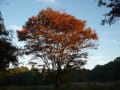 植物図鑑、けやき、欅、zelkova　の紅葉