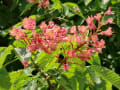 神代植物公園　
