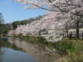 花島公園さくら満開