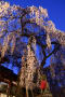 奈良　京都　桜