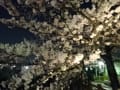 2015年　真間川～境川　夜桜ライトアップ