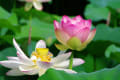 長居植物園のハスの花