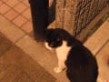 [22]近所の美容室にいた猫(3)