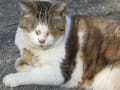 猫、ねこ、ネコ、(=^・・^=)