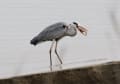 海岸の野鳥