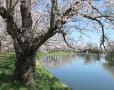 福岡堰の桜＠つくばみらい市