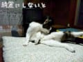 猫中心に張っていきます