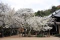 掌禅寺の桜