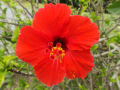 沖縄の花・ハイビスカス　通称「アカバナ」　　和名　仏桑花