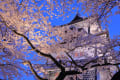 兼六園と金沢城の桜