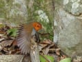 コマドリ・カラアカハラなど～関西の野鳥2015春