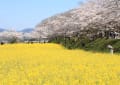 桜と菜の花畑が広がる藤原宮跡（奈良県）