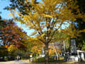 柳津福満虚空蔵尊　紅葉