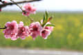 ハナモモと、河津桜の様子河津桜は満開、今日の風で、花弁が散っていた、花吹雪も良い物だ、
