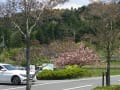 摂丹境　永沢寺　花のじゅうたん