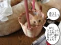 カゴ猫シリーズ！！