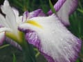 雨と花菖蒲