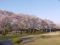 蘇南公園の桜