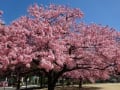 桜咲く公園・・・市ノ坪公園～南町公園の河津桜