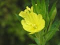 月見草、ちょっと残念な画像になったから又探してきます