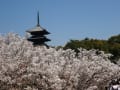 御室の桜