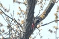 咲いた桜に、ウソがやって来た。