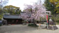 2024.04.06.鳴海から徳重の桜