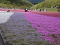 市貝町の芝ざくらです