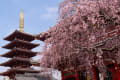 隅田川桜2025/3/27