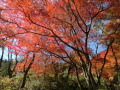 [18]紅葉2013　長谷寺